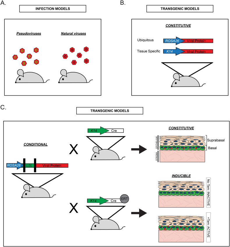 Small DNA tumor viruses and human cancer: Preclinical models of virus infection and disease