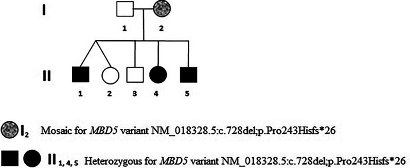 Germline mosaicism in a family with <i>MBD5</i> haploinsufficiency.