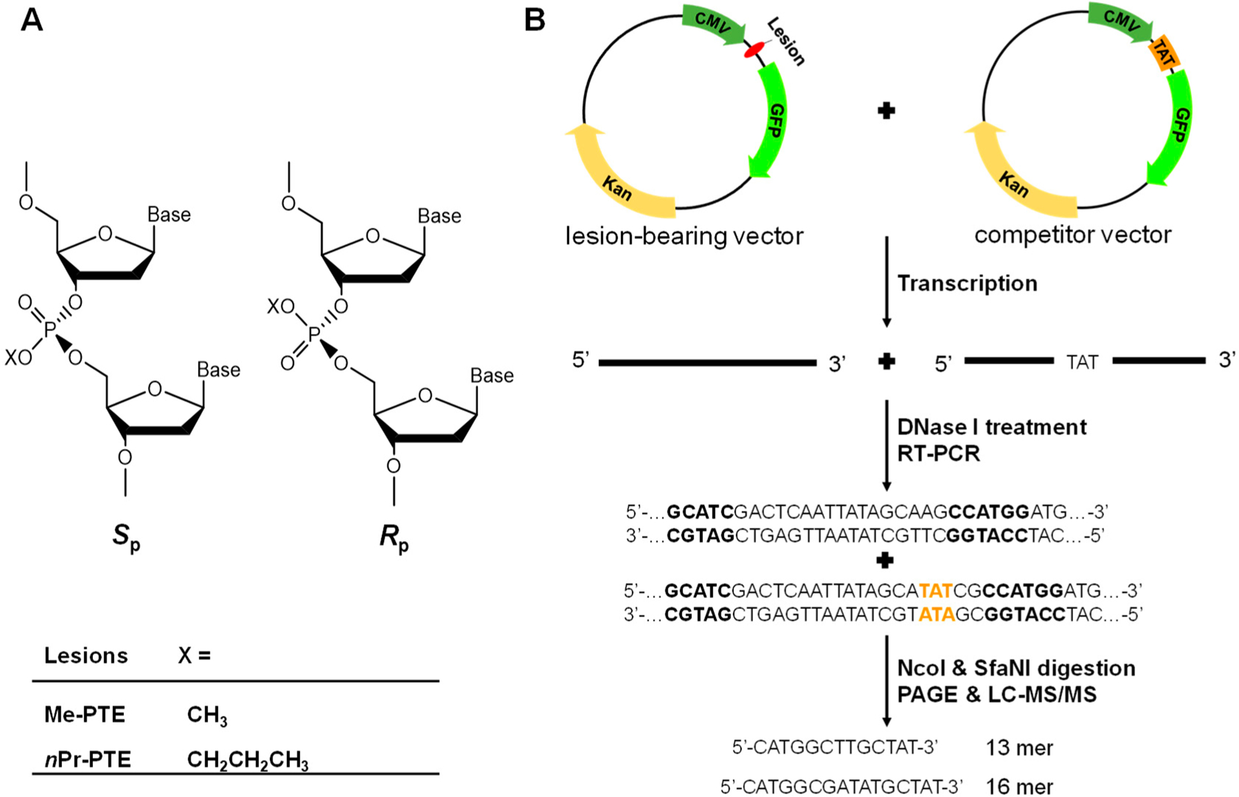 Size- and Stereochemistry-Dependent Transcriptional Bypass of DNA Alkyl Phosphotriester Adducts in Mammalian Cells.