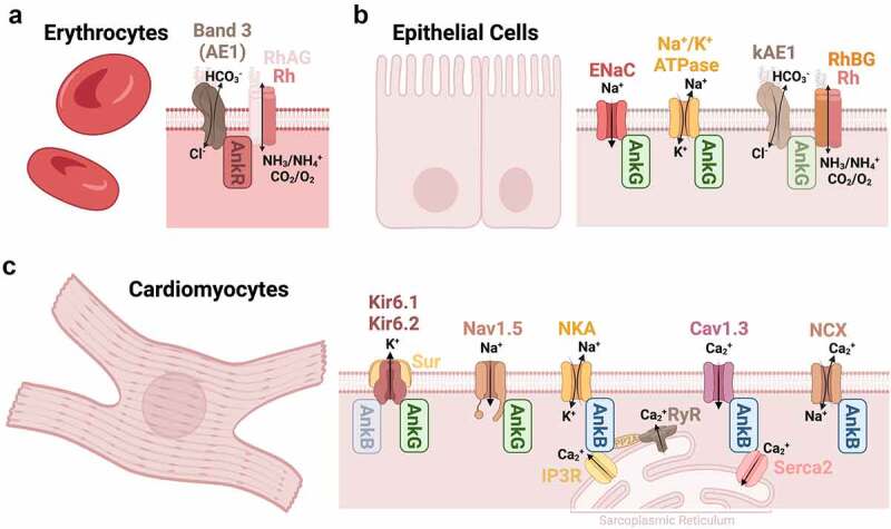 Pleiotropic Ankyrins: Scaffolds for Ion Channels and Transporters.