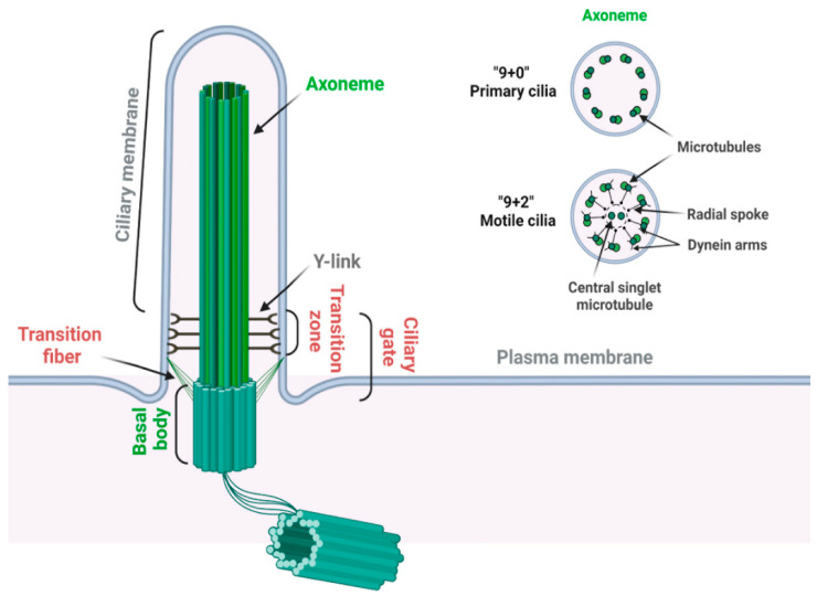 The Role of Primary Cilia-Associated Phosphoinositide Signaling in Development.