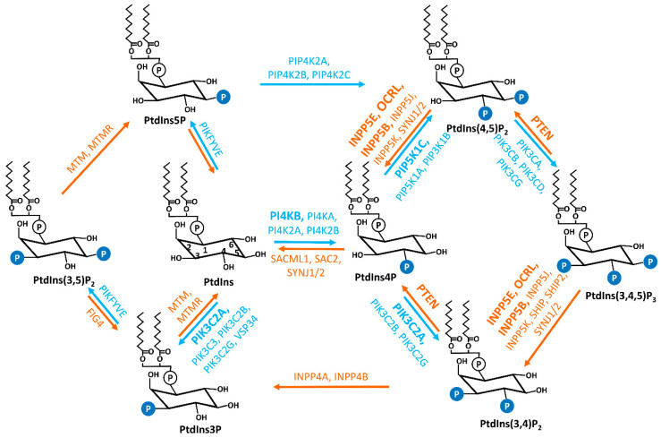 The Role of Primary Cilia-Associated Phosphoinositide Signaling in Development.