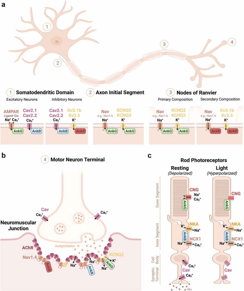 Pleiotropic Ankyrins: Scaffolds for Ion Channels and Transporters.