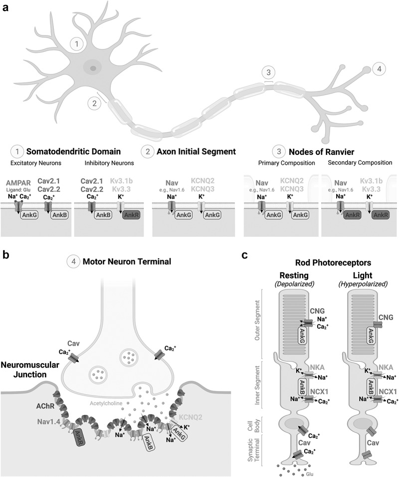 Pleiotropic Ankyrins: Scaffolds for Ion Channels and Transporters.