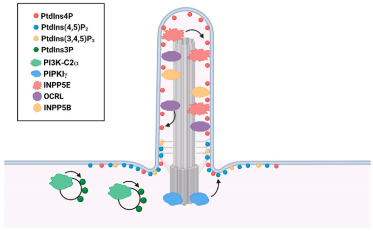 The Role of Primary Cilia-Associated Phosphoinositide Signaling in Development.