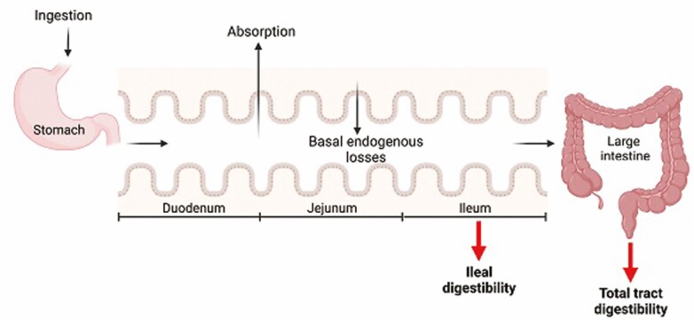 Phosphorus and nitrogen nutrition in swine production.