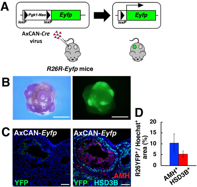 Adenovirus-mediated gene delivery restores fertility in congenitally infertile female mice.