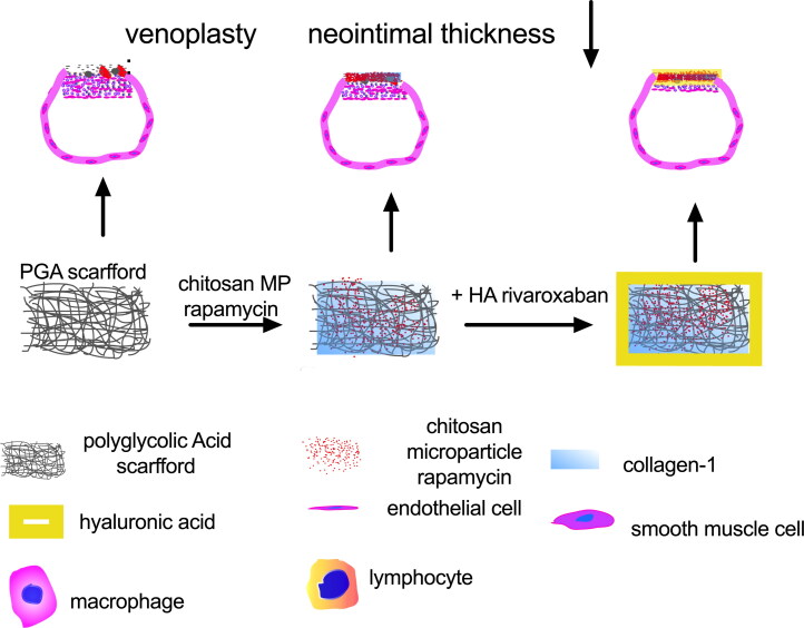 Delivery of rivaroxaban and chitosan rapamycin microparticle with dual antithrombosis and antiproliferation functions inhibits venous neointimal hyperplasia.