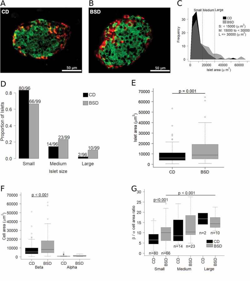 Impact of biotin supplemented diet on mouse pancreatic islet β-cell mass expansion and glucose induced electrical activity.