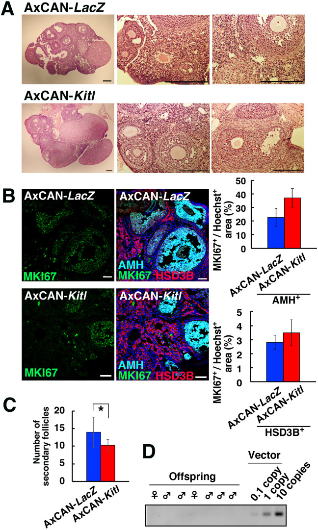 Adenovirus-mediated gene delivery restores fertility in congenitally infertile female mice.