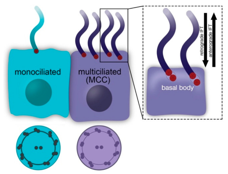 Advances in Understanding the Genetic Mechanisms of Zebrafish Renal Multiciliated Cell Development.