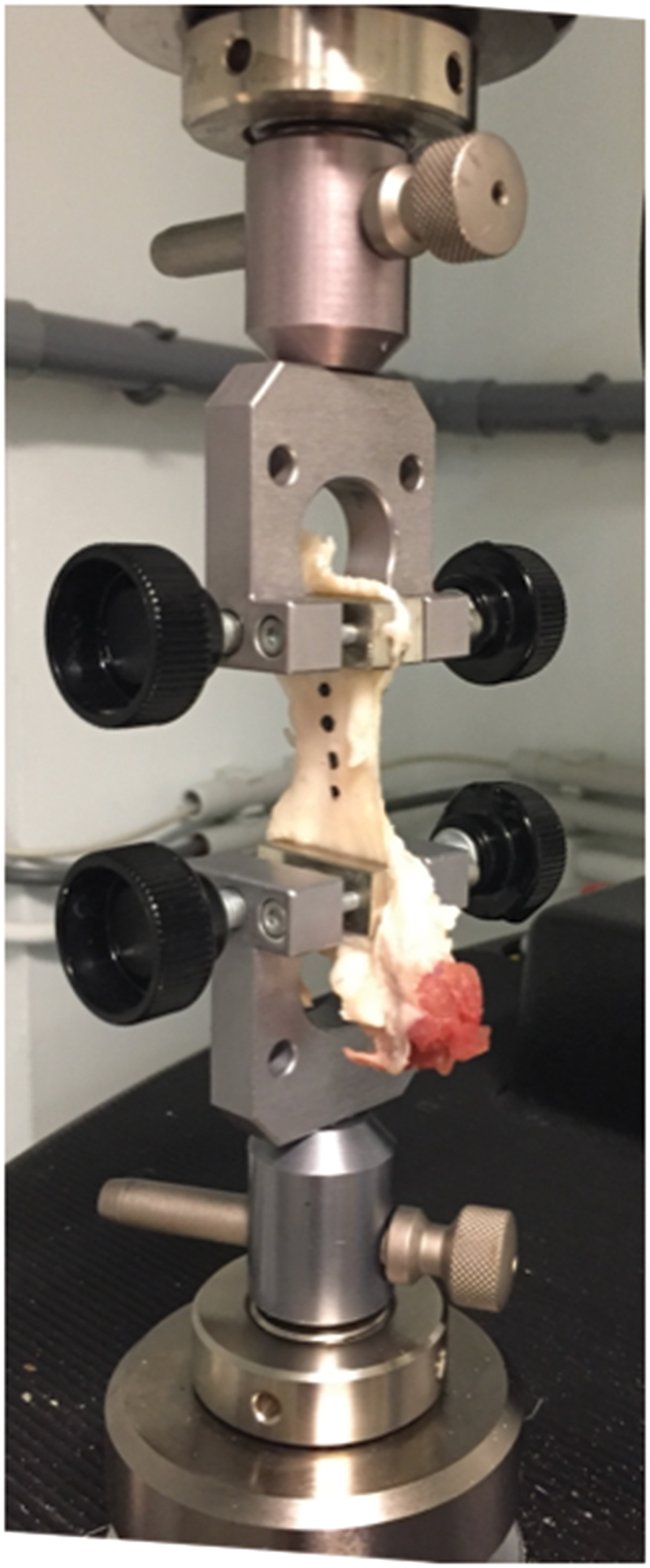 Ex vivo study correlating the stiffness of the ovine patellar tendon to age and weight.