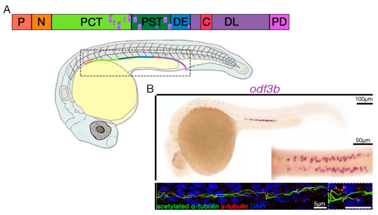 Advances in Understanding the Genetic Mechanisms of Zebrafish Renal Multiciliated Cell Development.