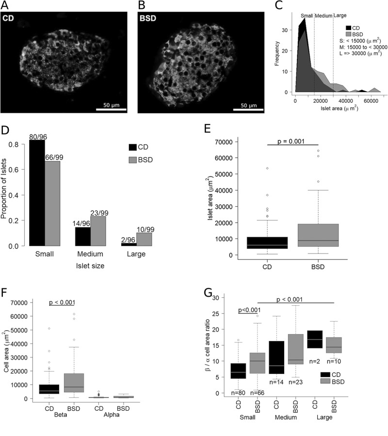 Impact of biotin supplemented diet on mouse pancreatic islet β-cell mass expansion and glucose induced electrical activity.