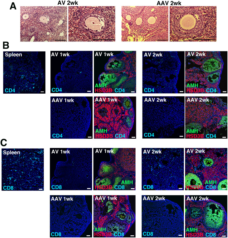 Adenovirus-mediated gene delivery restores fertility in congenitally infertile female mice.