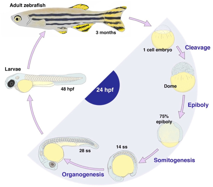 Advances in Understanding the Genetic Mechanisms of Zebrafish Renal Multiciliated Cell Development.