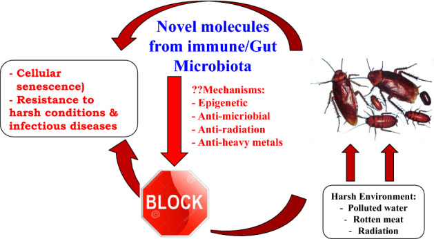 Cockroaches: a potential source of novel bioactive molecule(s) for the benefit of human health