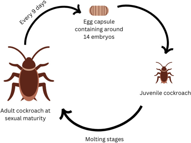 Cockroaches: a potential source of novel bioactive molecule(s) for the benefit of human health