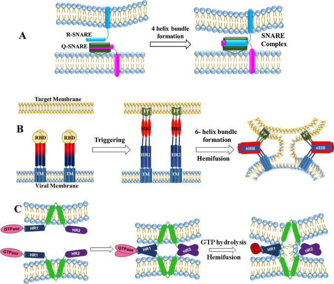 Lipid and Lipidation in Membrane Fusion.