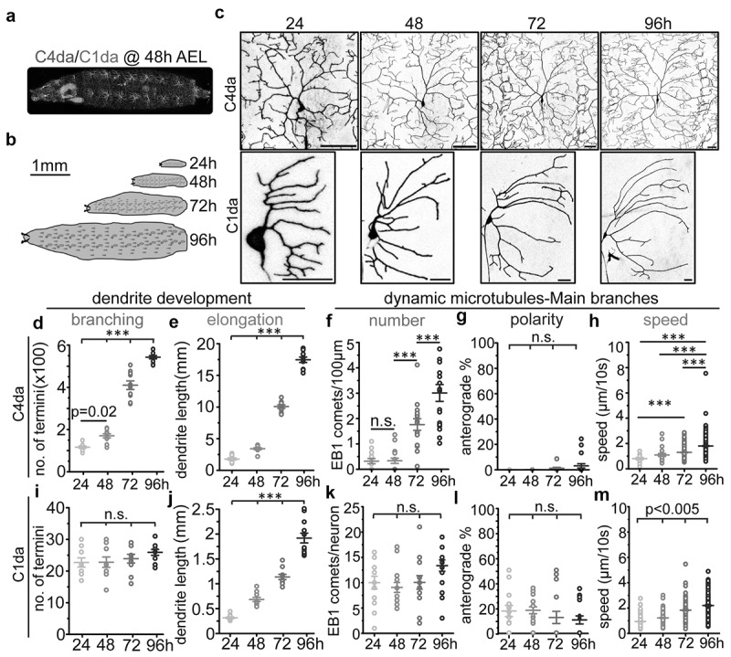 Spatiotemporal changes in microtubule dynamics during dendritic morphogenesis.