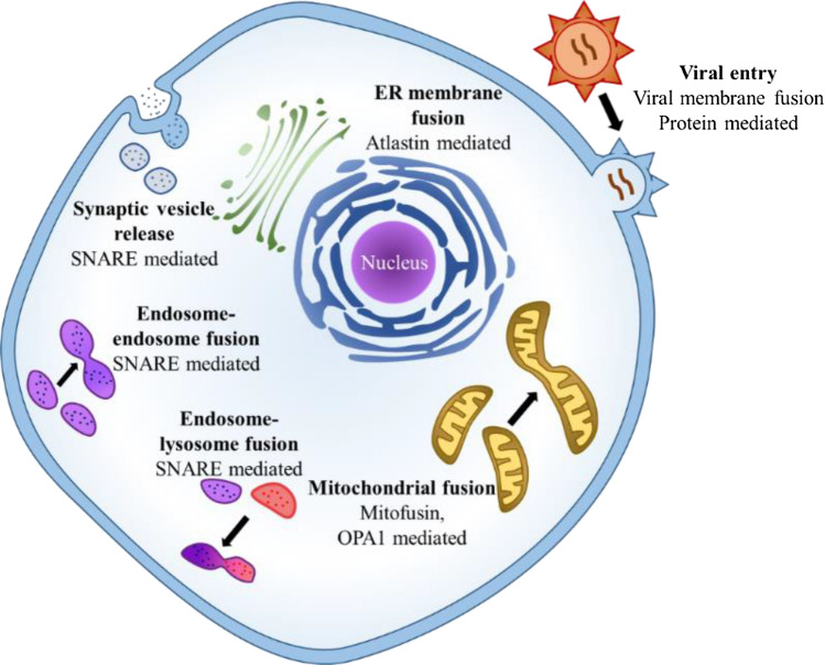 Lipid and Lipidation in Membrane Fusion.