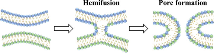 Lipid and Lipidation in Membrane Fusion.