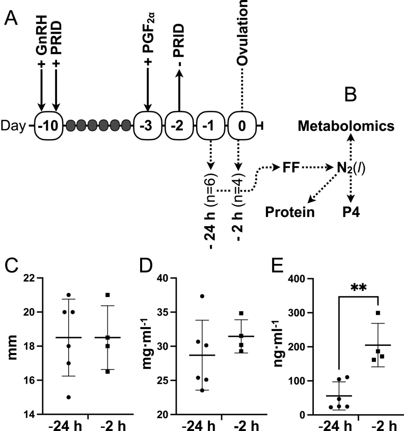 Biochemical alterations in the follicular fluid of bovine peri-ovulatory follicles and association with final oocyte maturation.