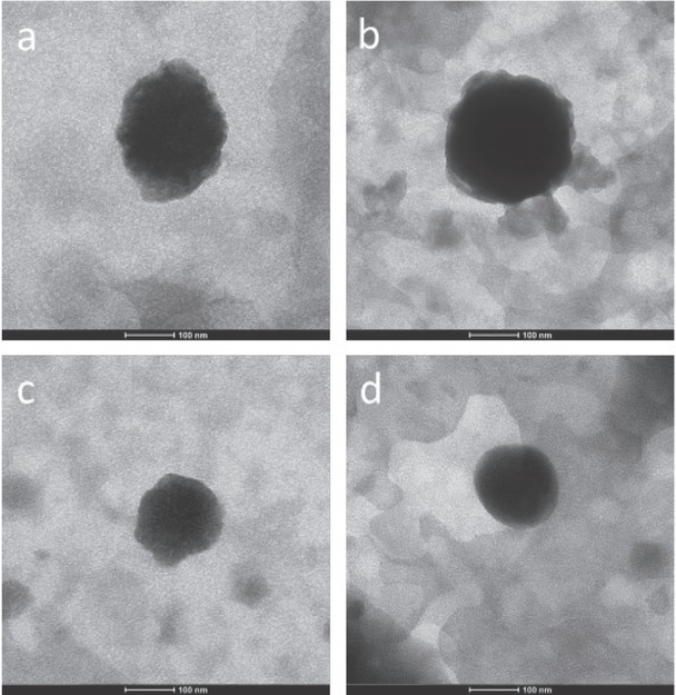 Evaluation of bacterial uptake, antibacterial efficacy against <i>Escherichia coli</i>, and cytotoxic effects of moxifloxacin-loaded solid lipid nanoparticles.