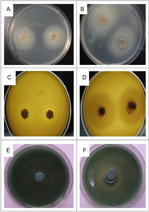 Production and Quantification of Virulence Factors in <i>Malassezia</i> Species.