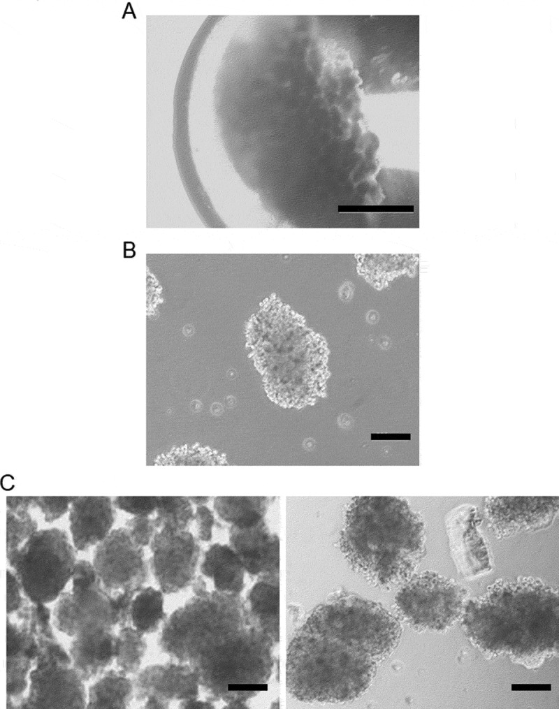 Mesenchymal Stem Cells Secretions Enhanced ATP Generation on Isolated Islets during Transplantation.