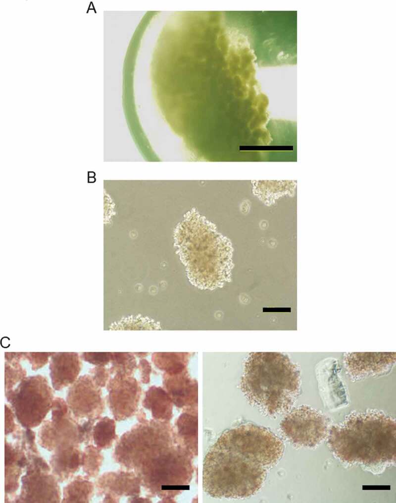 Mesenchymal Stem Cells Secretions Enhanced ATP Generation on Isolated Islets during Transplantation.