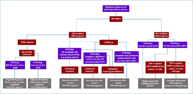 Adult type diffuse gliomas in the new 2021 WHO Classification.