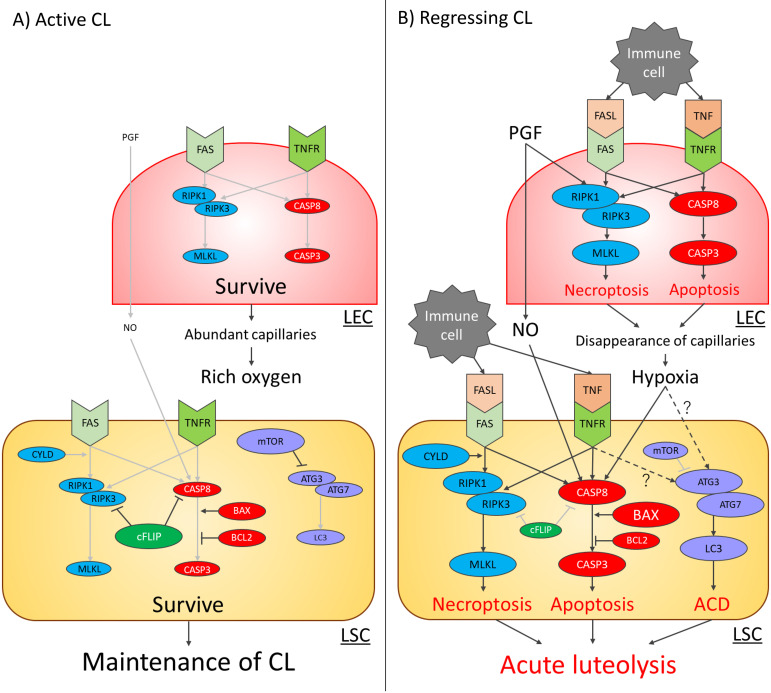 Apoptosis, autophagic cell death, and necroptosis: different types of programmed cell death in bovine corpus luteum regression.