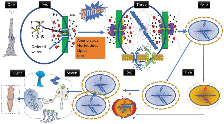 Bioelectric Fields at the Beginnings of Life.