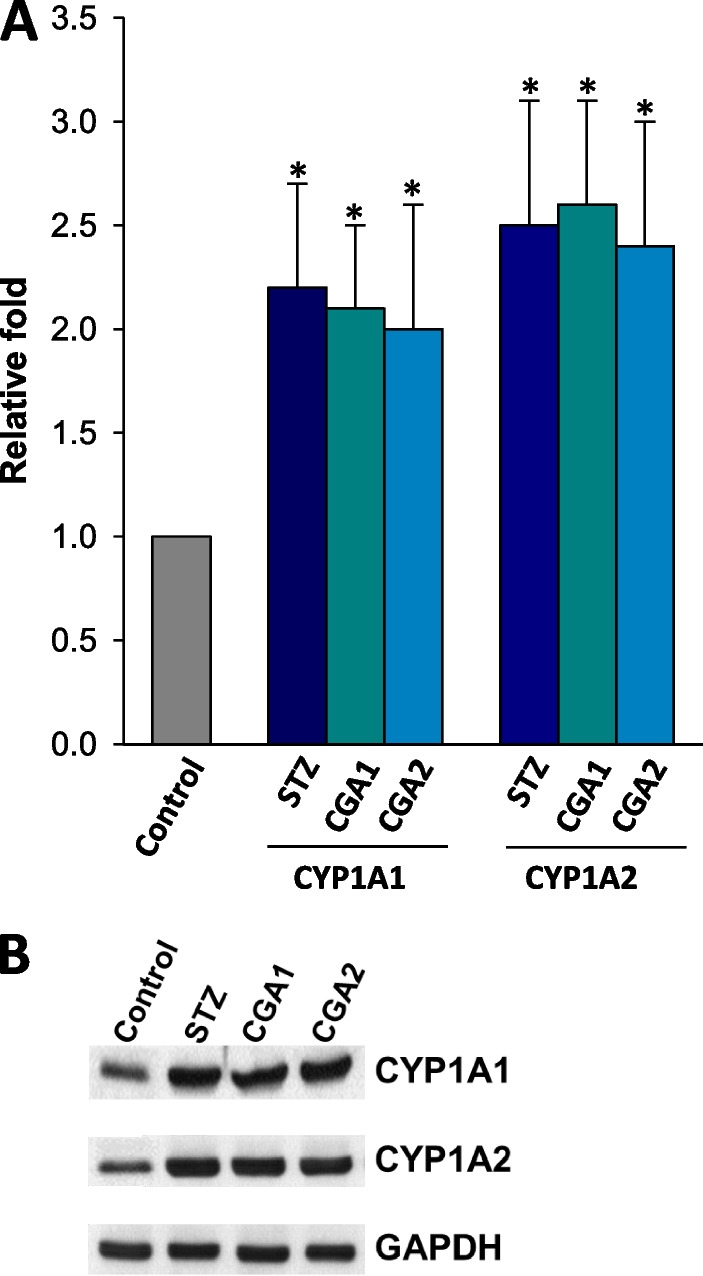 Chlorogenic acid attenuates pro-inflammatory response in the blood of streptozotocin-induced diabetic rats.