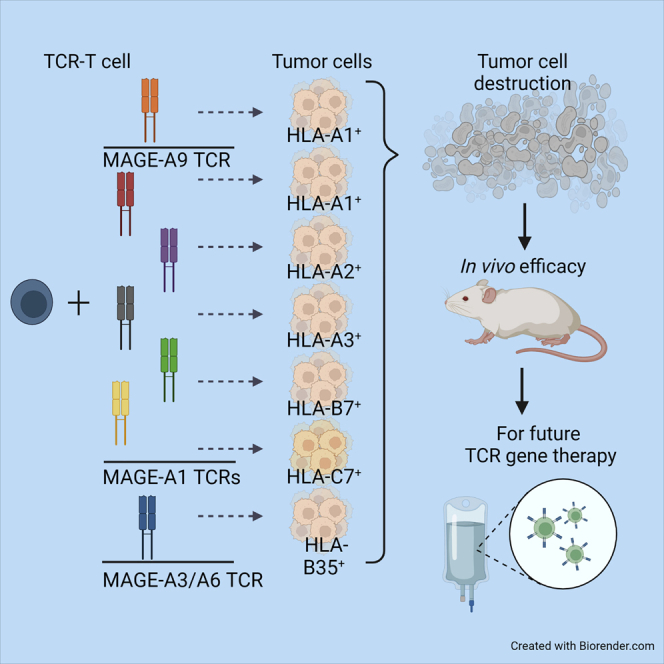 A library of cancer testis specific T cell receptors for T cell receptor gene therapy.