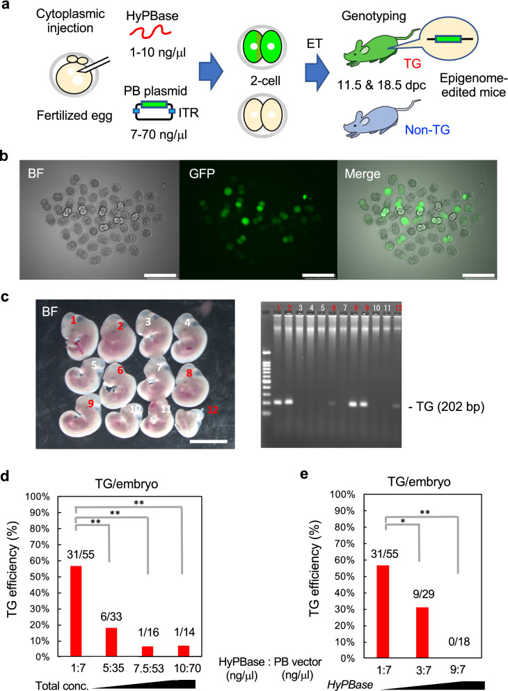 Efficient generation of epigenetic disease model mice by epigenome editing using the piggyBac transposon system.