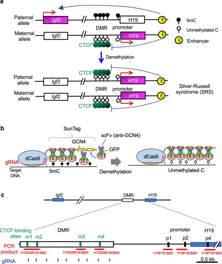 Efficient generation of epigenetic disease model mice by epigenome editing using the piggyBac transposon system.