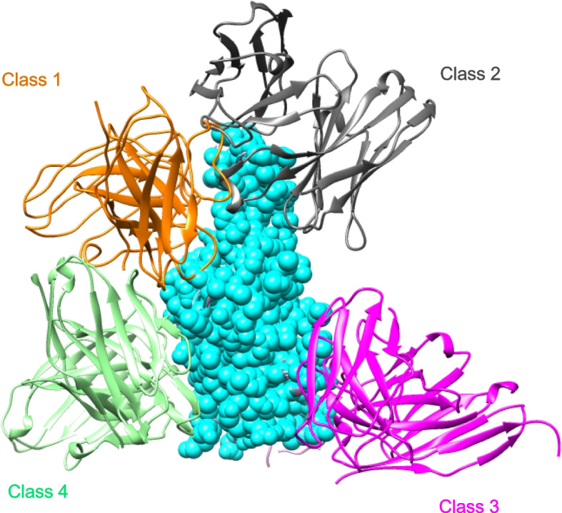 Neutralizing and enhancing antibodies against SARS-CoV-2.