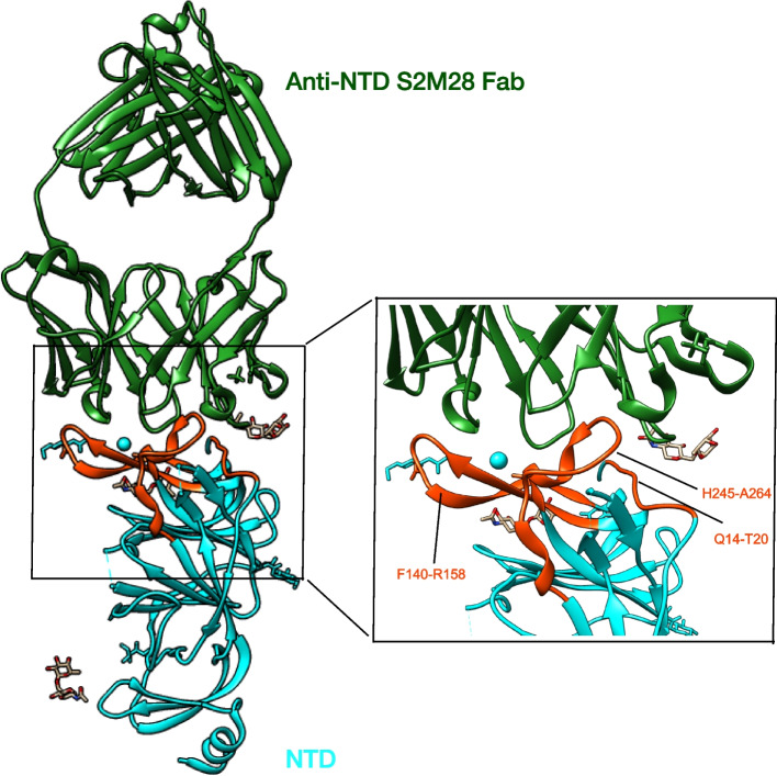 Neutralizing and enhancing antibodies against SARS-CoV-2.