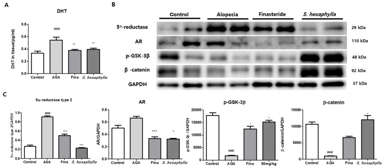 <i>Stauntonia hexaphylla</i> Extract Ameliorates Androgenic Alopecia by Inhibiting Androgen Signaling in Testosterone-induced Alopecia Mice.