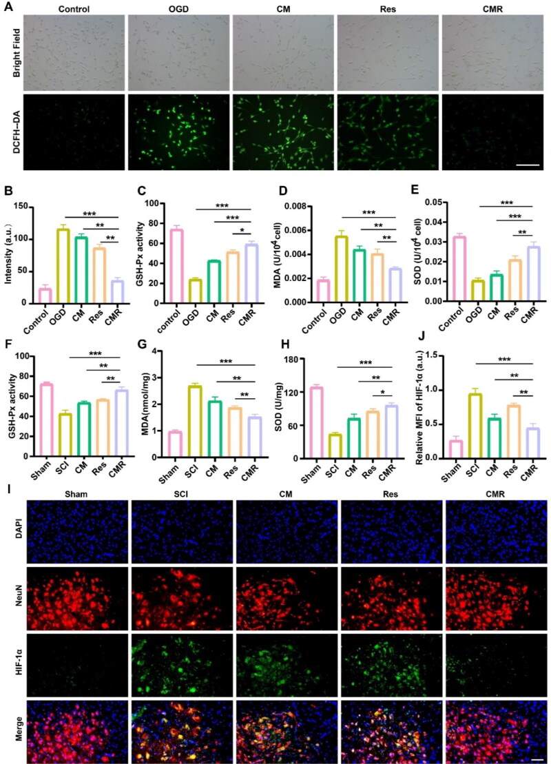 Chitosan-modified hollow manganese dioxide nanoparticles loaded with resveratrol for the treatment of spinal cord injury.