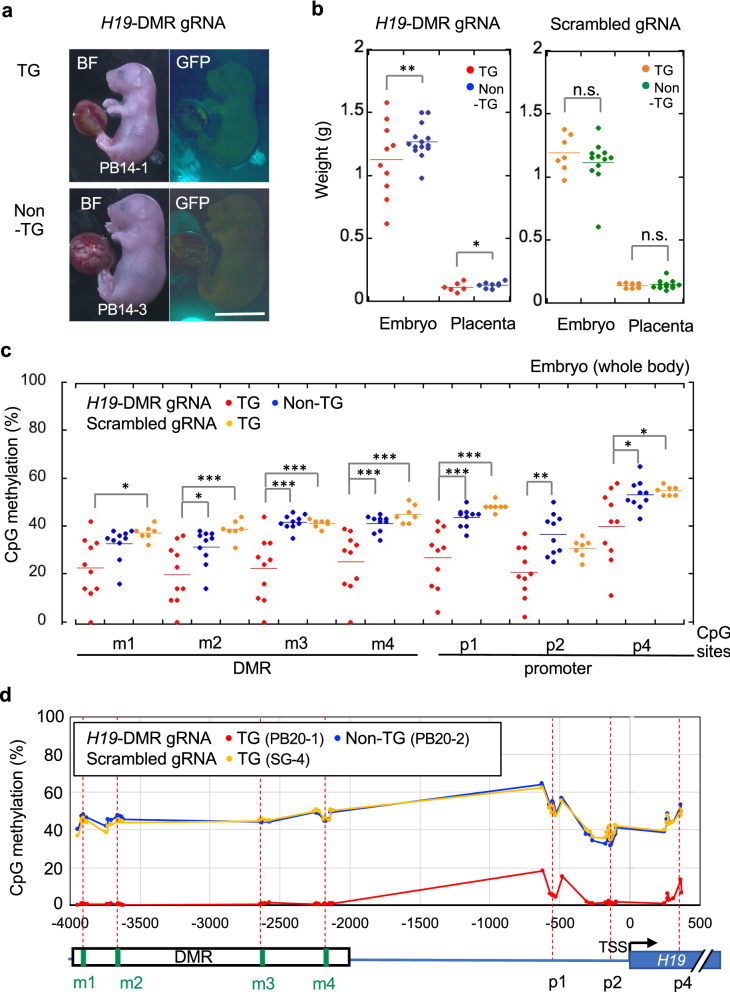 Efficient generation of epigenetic disease model mice by epigenome editing using the piggyBac transposon system.