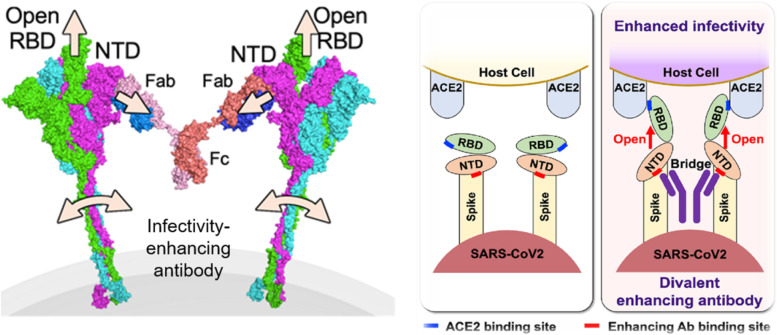 Neutralizing and enhancing antibodies against SARS-CoV-2.