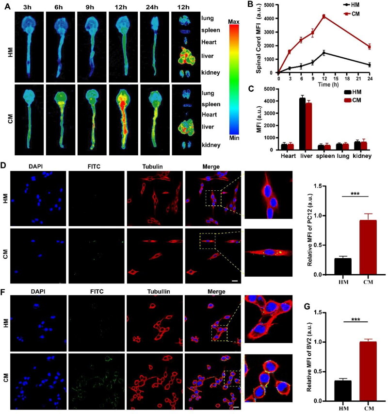 Chitosan-modified hollow manganese dioxide nanoparticles loaded with resveratrol for the treatment of spinal cord injury.