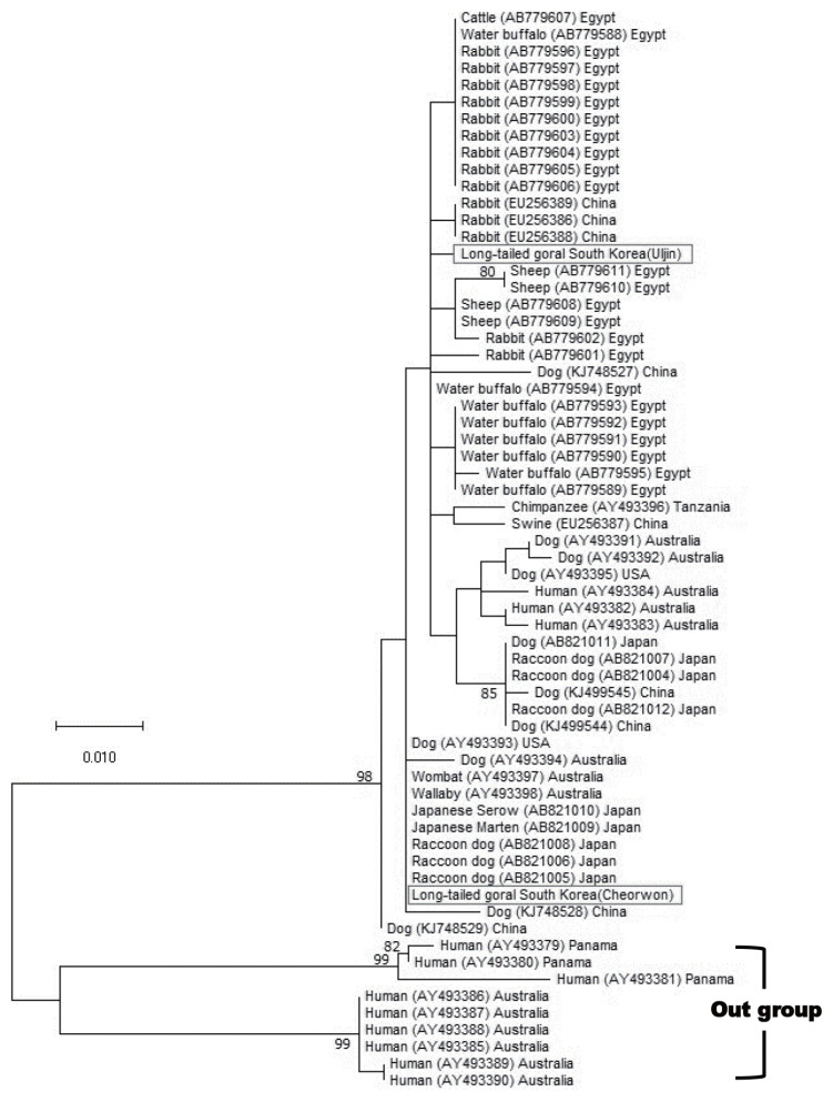 Two Cases of Mange Mite (Sarcoptes scabiei) Infestation in Long-Tailed Goral (Naemorhedus caudatus) in Republic of Korea.