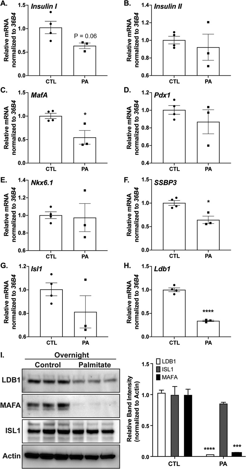 LDB1-mediated transcriptional complexes are sensitive to islet stress.