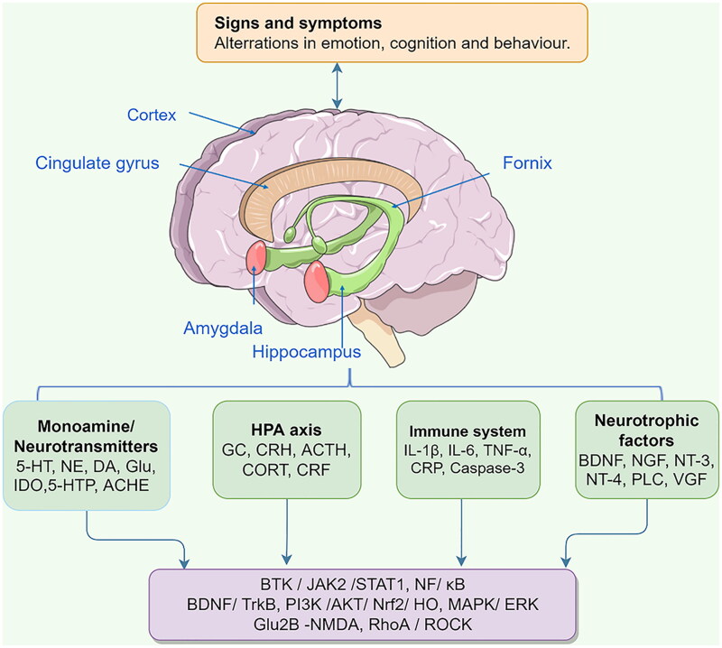 Therapeutic potential of plant iridoids in depression: a review.