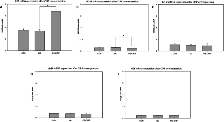 Overexpressed cold inducible RNA-binding protein improves cell viability and EGF expression in glial cells.