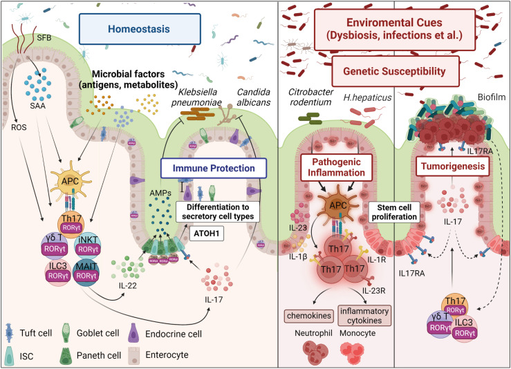 Context-Dependent Regulation of Type17 Immunity by Microbiota at the Intestinal Barrier.